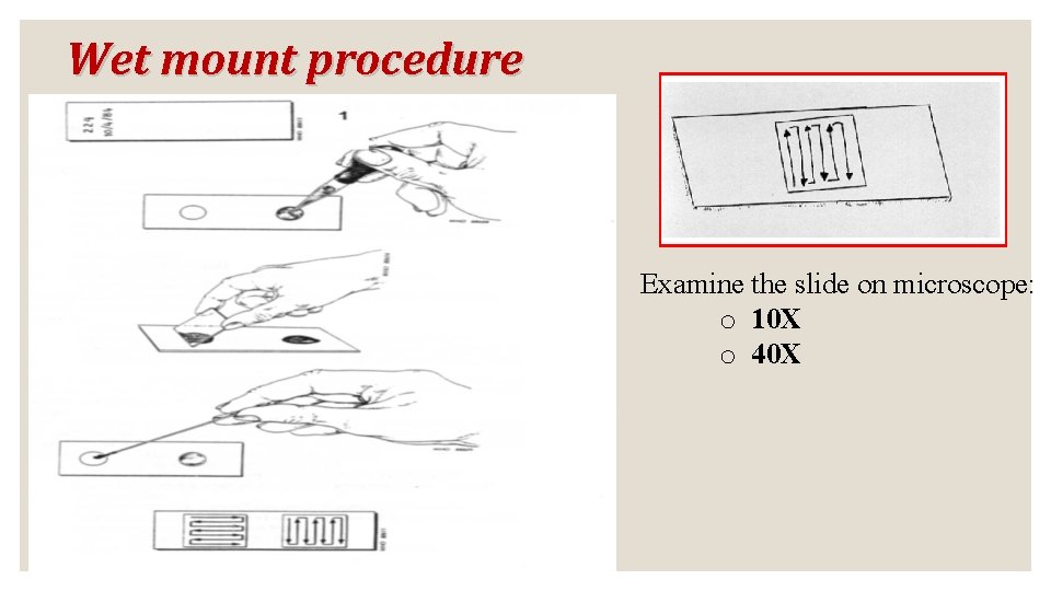 Wet mount procedure Examine the slide on microscope: o 10 X o 40 X