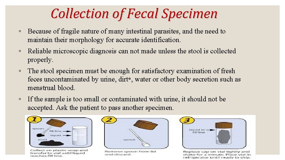 Collection of Fecal Specimen ◦ Because of fragile nature of many intestinal parasites, and