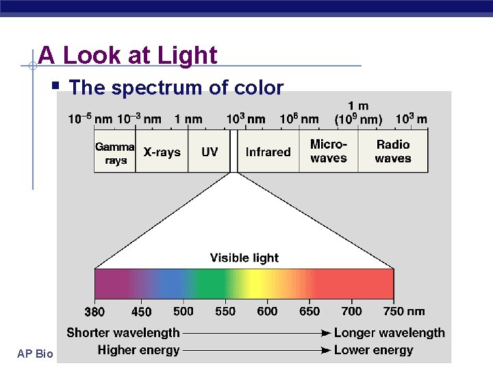 A Look at Light § The spectrum of color AP Biology 