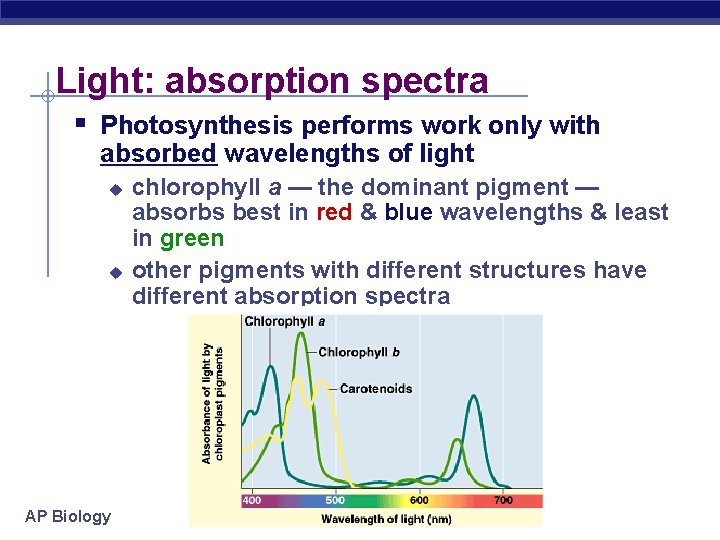 Light: absorption spectra § Photosynthesis performs work only with absorbed wavelengths of light u