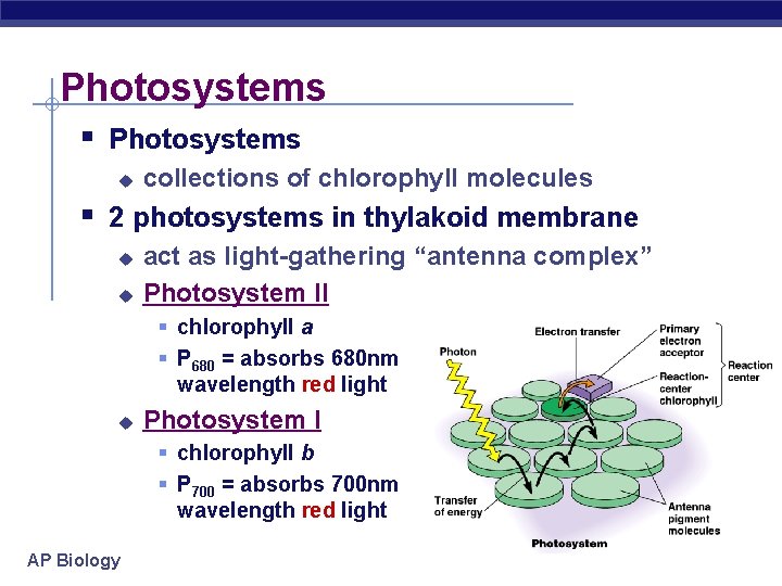 Photosystems § Photosystems u collections of chlorophyll molecules § 2 photosystems in thylakoid membrane
