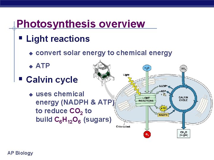 Photosynthesis overview § Light reactions u convert solar energy to chemical energy u ATP