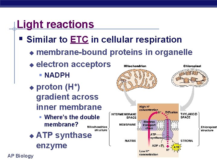 Light reactions § Similar to ETC in cellular respiration membrane-bound proteins in organelle u