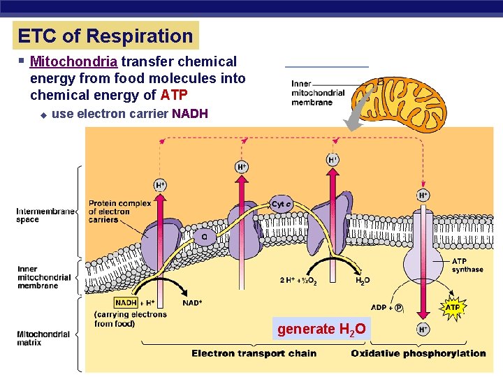 ETC of Respiration § Mitochondria transfer chemical energy from food molecules into chemical energy