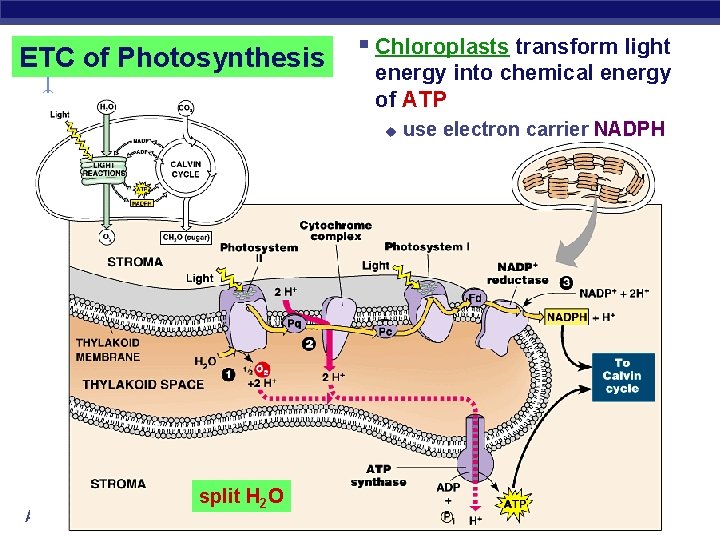 ETC of Photosynthesis § Chloroplasts transform light energy into chemical energy of ATP u