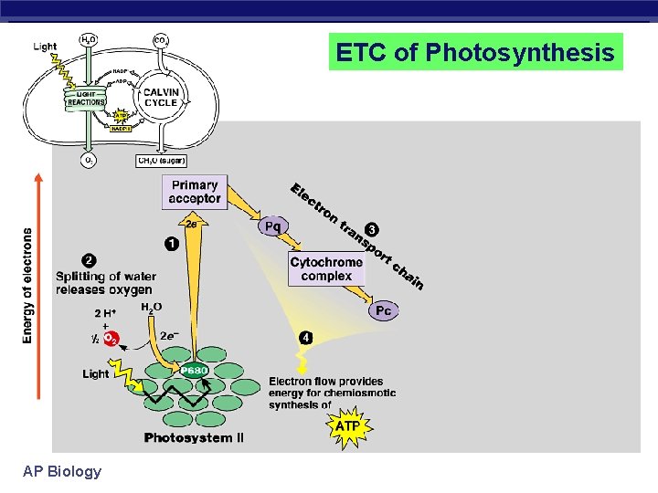 ETC of Photosynthesis AP Biology 