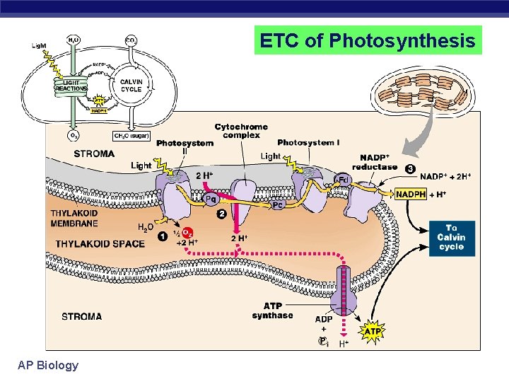 ETC of Photosynthesis AP Biology 