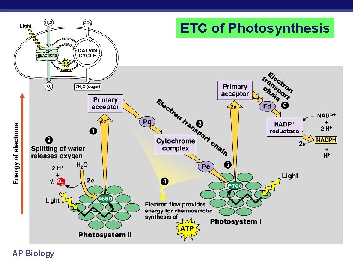 ETC of Photosynthesis AP Biology 