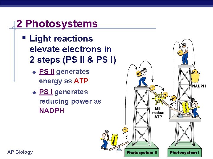 2 Photosystems § Light reactions elevate electrons in 2 steps (PS II & PS