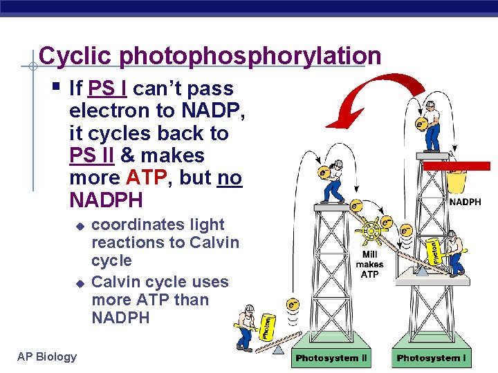 Cyclic photophosphorylation § If PS I can’t pass electron to NADP, it cycles back