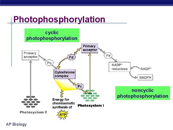 Photophosphorylation cyclic photophosphorylation noncyclic photophosphorylation AP Biology 