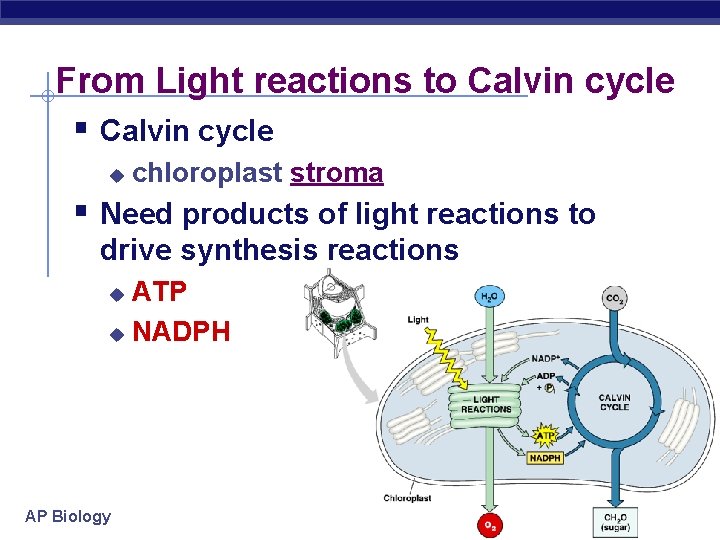 From Light reactions to Calvin cycle § Calvin cycle u chloroplast stroma § Need