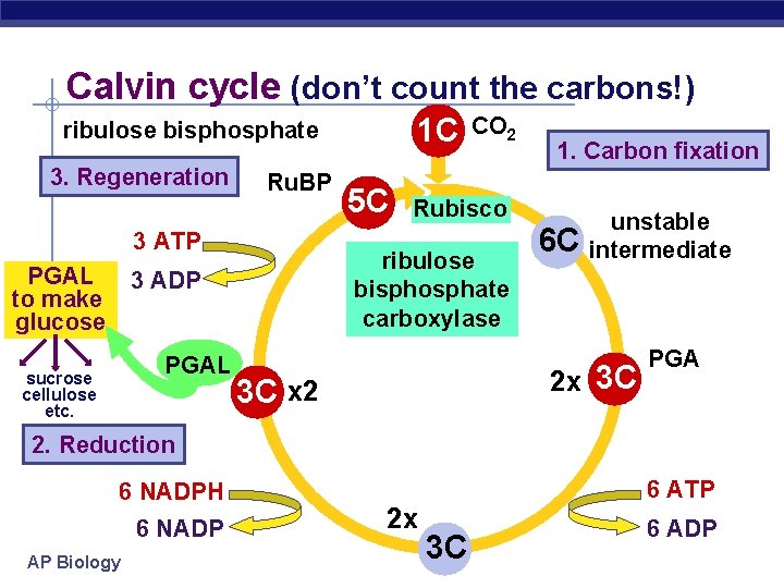 Calvin cycle (don’t count the carbons!) 1 C ribulose bisphosphate 3. Regeneration Ru. BP