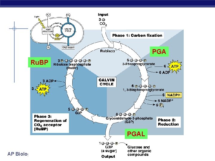 PGA PGA Ru. BP PGAL AP Biology 