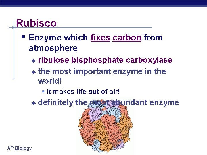 Rubisco § Enzyme which fixes carbon from atmosphere ribulose bisphosphate carboxylase u the most