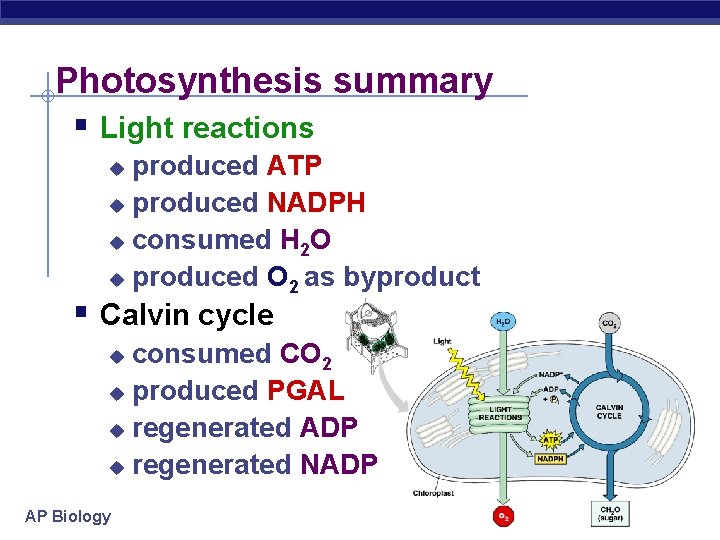 Photosynthesis summary § Light reactions produced ATP u produced NADPH u consumed H 2