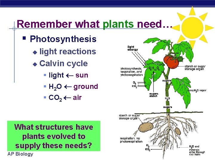 Remember what plants need… § Photosynthesis light reactions u Calvin cycle u § light
