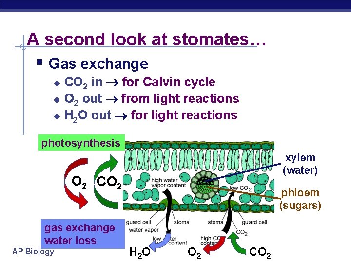A second look at stomates… § Gas exchange CO 2 in for Calvin cycle
