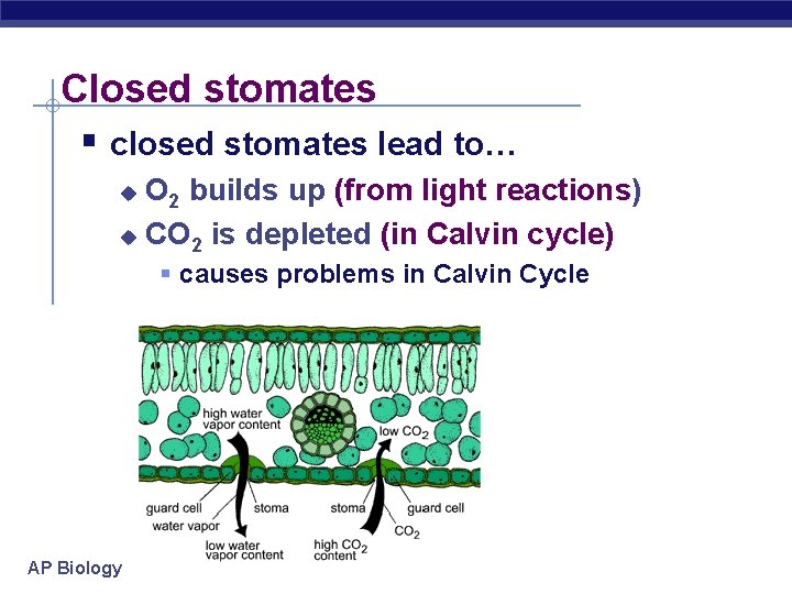 Closed stomates § closed stomates lead to… O 2 builds up (from light reactions)
