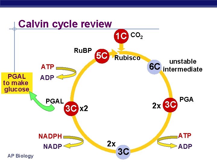 Calvin cycle review 1 C Ru. BP 5 C Rubisco ATP PGAL to make