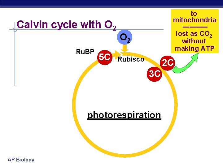 Calvin cycle with O 2 Ru. BP 5 C to mitochondria -----lost as CO