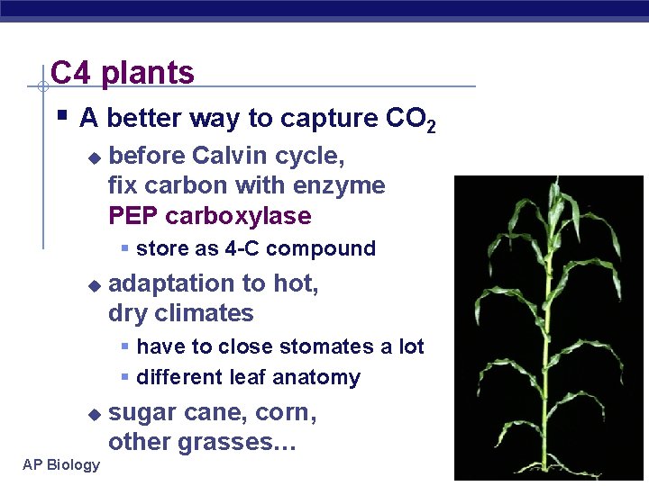 C 4 plants § A better way to capture CO 2 u before Calvin