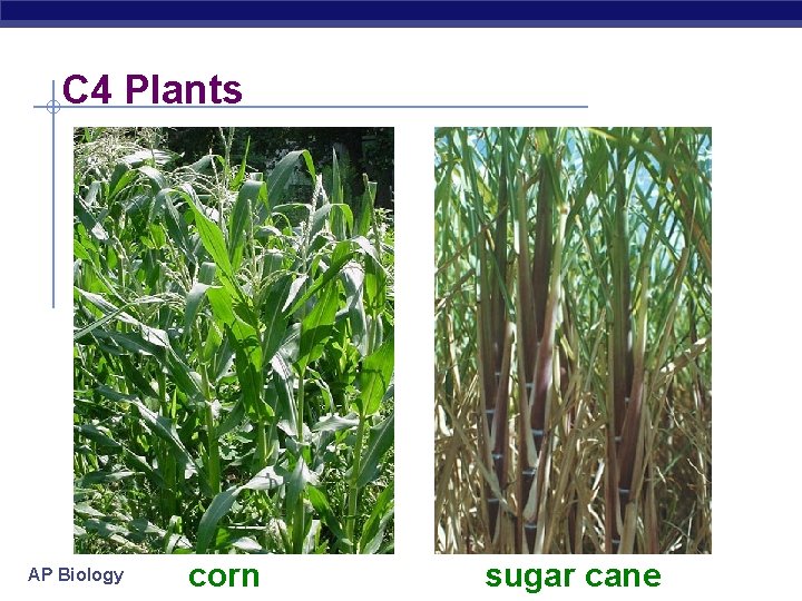 C 4 Plants AP Biology corn sugar cane 