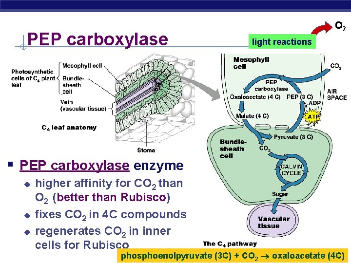 PEP carboxylase O 2 light reactions § PEP carboxylase enzyme higher affinity for CO
