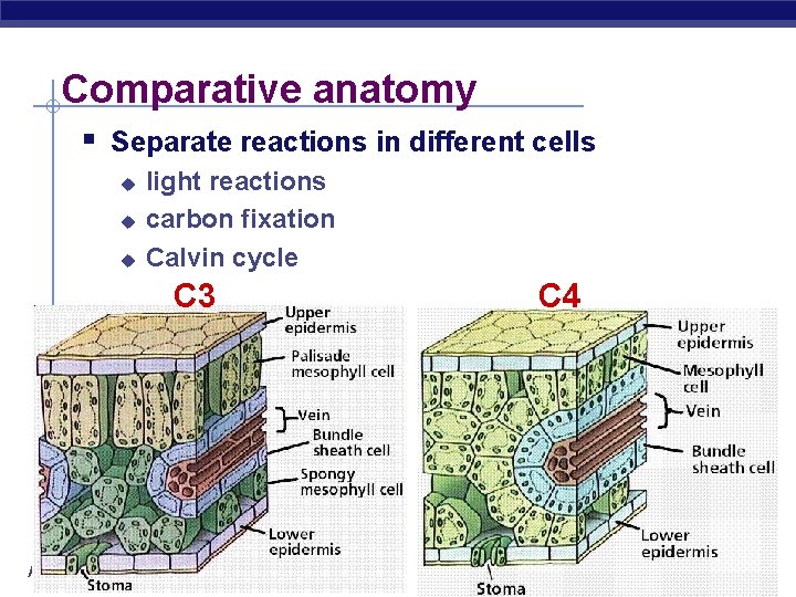 Comparative anatomy § Separate reactions in different cells u u u light reactions carbon