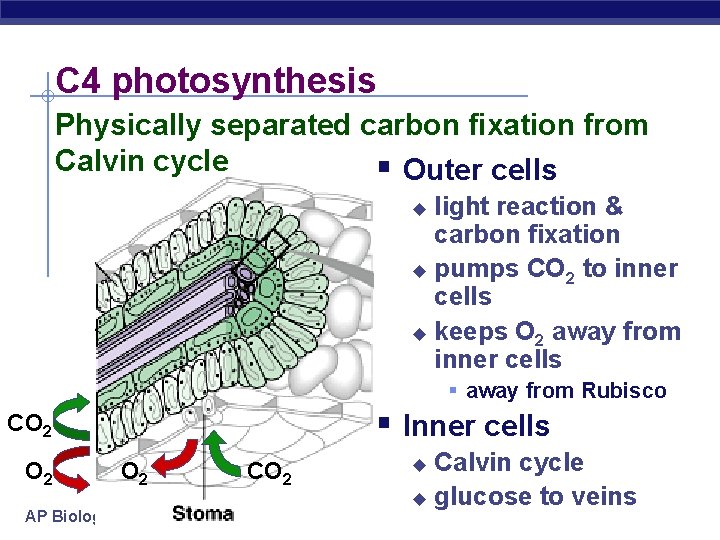C 4 photosynthesis Physically separated carbon fixation from Calvin cycle § Outer cells light