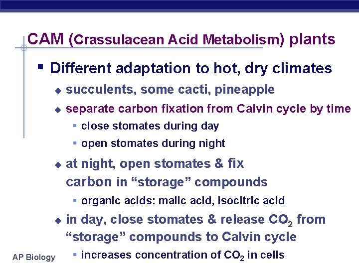 CAM (Crassulacean Acid Metabolism) plants § Different adaptation to hot, dry climates u succulents,