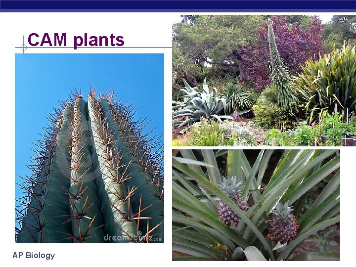 CAM plants AP Biology 