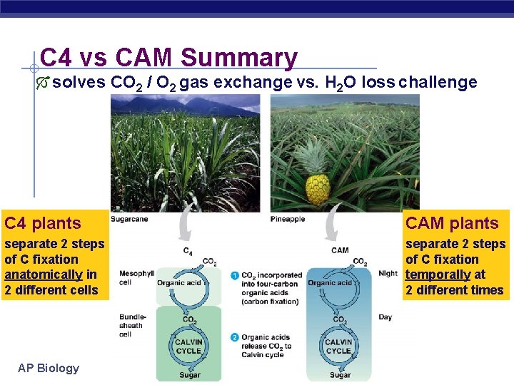 C 4 vs CAM Summary solves CO 2 / O 2 gas exchange vs.