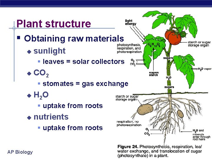 Plant structure § Obtaining raw materials u sunlight § leaves = solar collectors u