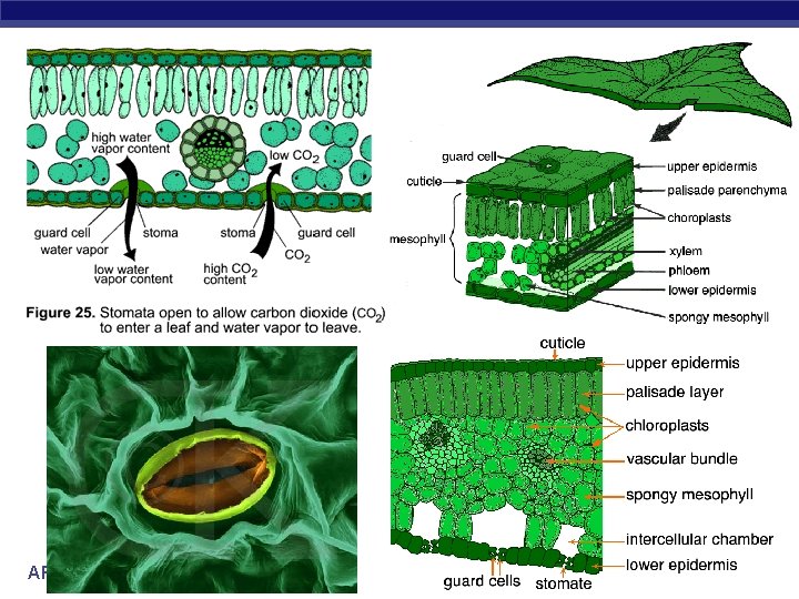 AP Biology 