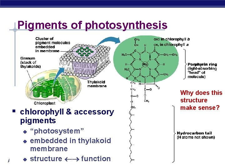 Pigments of photosynthesis § chlorophyll & accessory pigments “photosystem” u embedded in thylakoid membrane