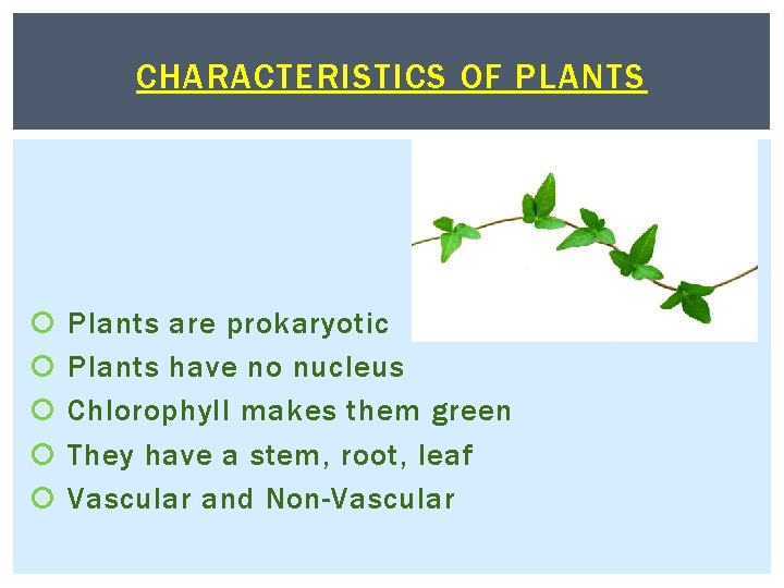 CHARACTERISTICS OF PLANTS Plants are prokaryotic Plants have no nucleus Chlorophyll makes them green