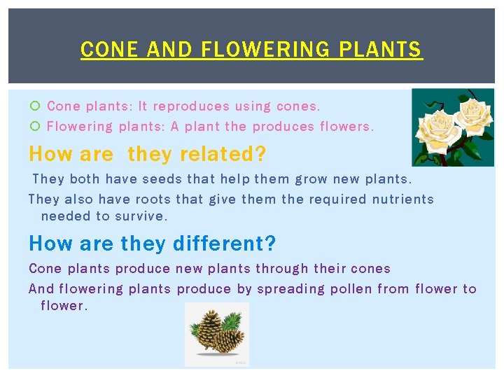 CONE AND FLOWERING PLANTS Cone plants: It reproduces using cones. Flowering plants: A plant
