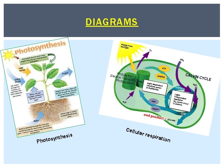 DIAGRAMS P thesis n y s o t ho Cellu lar re spira tion