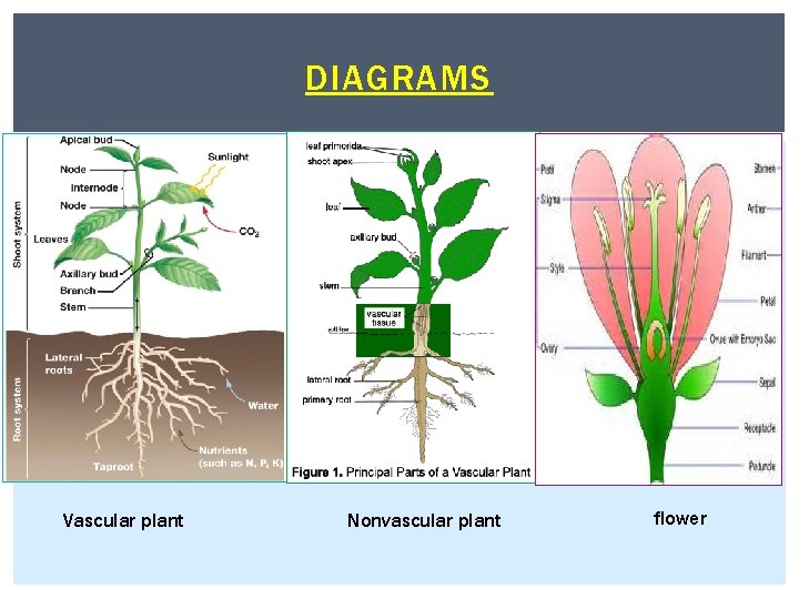 DIAGRAMS Vascular plant Nonvascular plant flower 