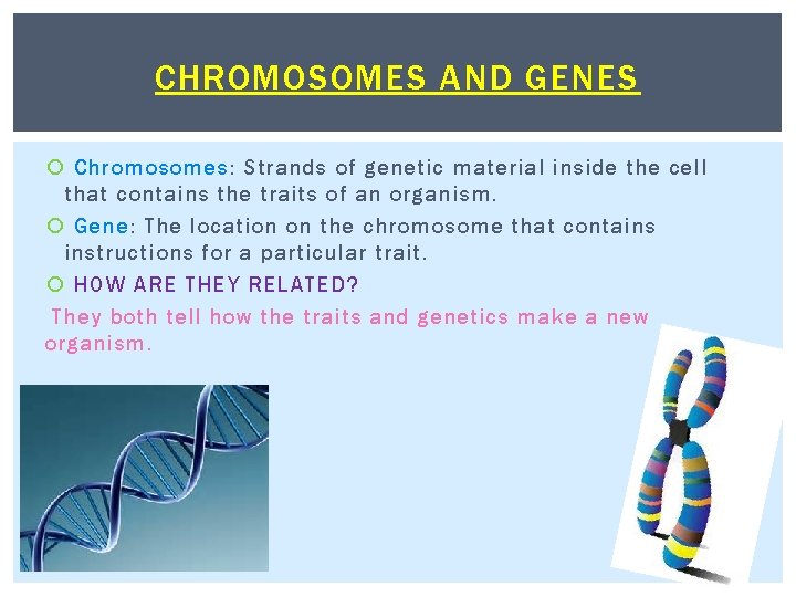 CHROMOSOMES AND GENES Chromosomes: Strands of genetic material inside the cell that contains the