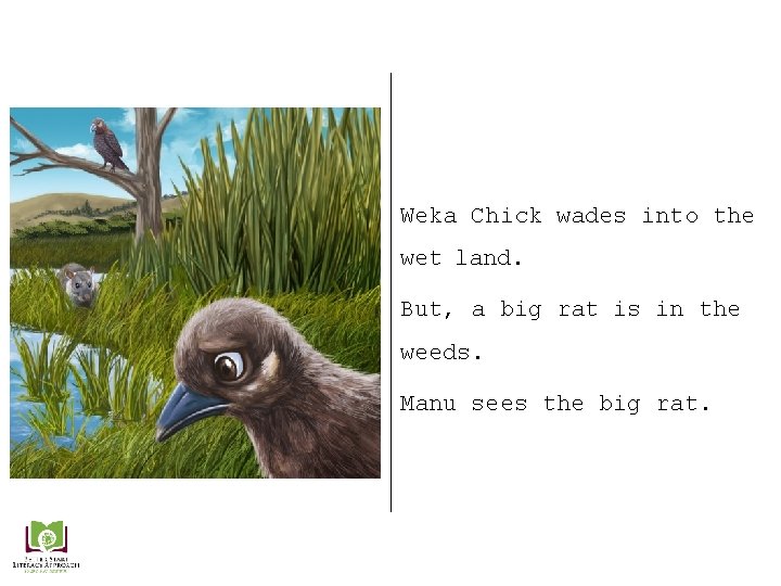 Weka Chick wades into the wet land. But, a big rat is in the