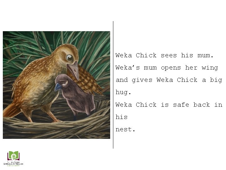 Weka Chick sees his mum. Weka’s mum opens her wing and gives Weka Chick