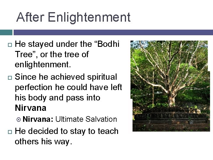 After Enlightenment He stayed under the “Bodhi Tree”, or the tree of enlightenment. Since