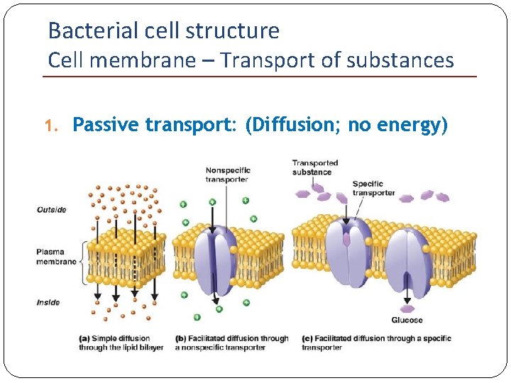Bacterial cell structure Cell membrane – Transport of substances 1. Passive transport: (Diffusion; no
