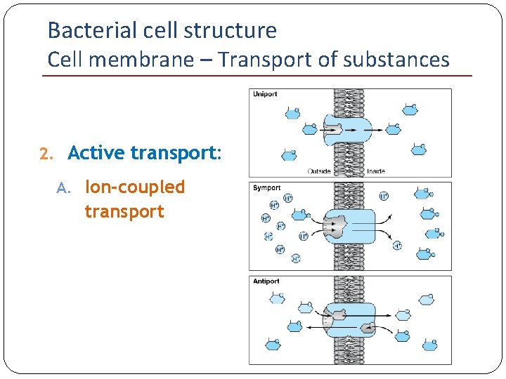 Bacterial cell structure Cell membrane – Transport of substances 2. Active transport: A. Ion-coupled
