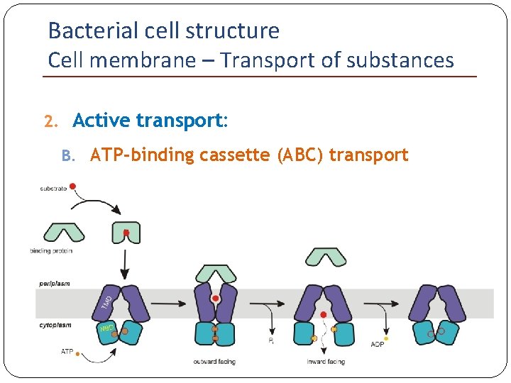 Bacterial cell structure Cell membrane – Transport of substances 2. Active transport: B. ATP-binding