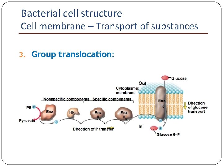Bacterial cell structure Cell membrane – Transport of substances 3. Group translocation: 