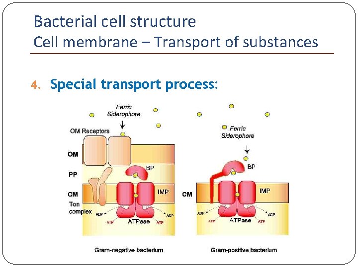 Bacterial cell structure Cell membrane – Transport of substances 4. Special transport process: 