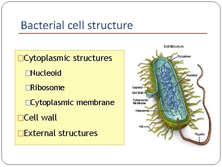 Bacterial cell structure �Cytoplasmic structures �Nucleoid �Ribosome �Cytoplasmic membrane �Cell wall �External structures 